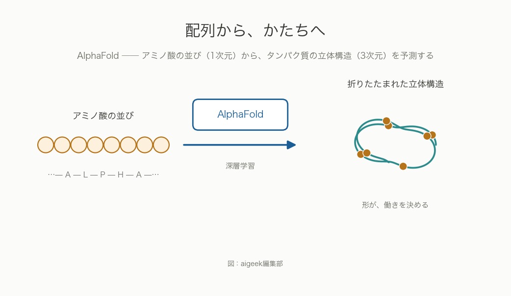 アミノ酸の並びから折りたたまれた立体構造へ、AlphaFoldが予測する概念図